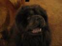 videos de Ursula the Chow Chow Burps!