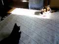 Cats fight