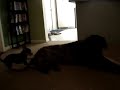 Chihuahua Humps English Mastiff