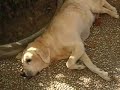Ciao Rollo