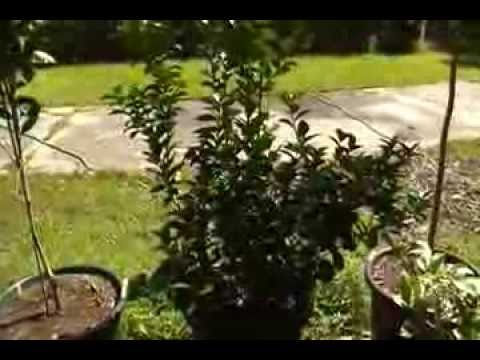 how to fertilize key lime tree
