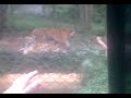 zoo 4