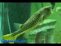 Mbu Puffer - That Fish Place Freshwater Fish Species Profile