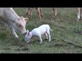 An English Bull Terrier And The Cows