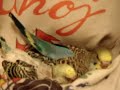 Andulky video 18.10.07 1 poleženíčko u náhradní maminky více na.. http://www.rucnedokrmenipapousci.wbs.czKakadu cockatoo žako kongo Congo amazoňan amazona agapornis alexandr malý Alexander small velký the great čínský Chinese pink ara aratinga sun zlatý gold Barnard collar Eklektus Eclectus mníšek šedý Quaker Parrot blue Nandej Neoféma parrot papoušek Nestor kea korelka korela cockatiel korely andulka budgerigar andulky Budgerigars Pyrura Kakariki rosela Yellow Rosella Eastern lutino lutin Pennant Mutation