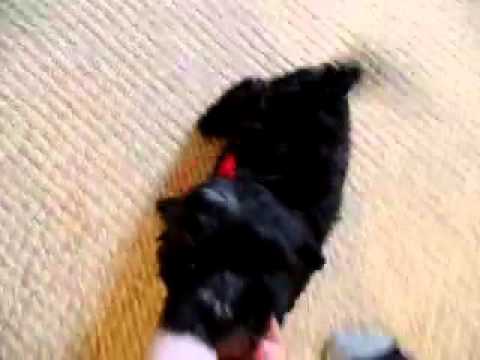 Boots..Cute Shihpoo Boy!!