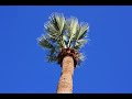 Turbines and Trees Mash Up - NUAMES Turbines and Trees Mash Up - NUAMES