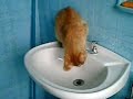 Gatinho na pia do Banheiro
