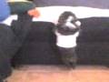 videos de Spider- Puppy