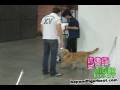 Joe Jonas and Elvis the dog!