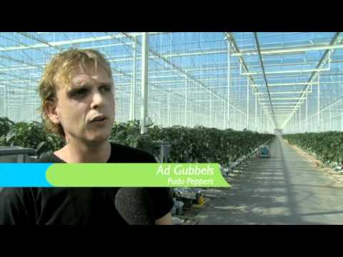 Greenport Ondernemers TV - Paprika