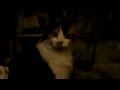Lilly the Destoyer