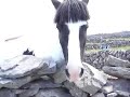 Horse on Inisheer