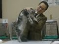cat show
