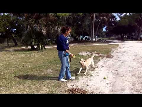 Lab Puppy Truffles Playing Fetch  Dogtra Pager