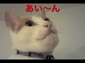 しゃくれ猫 cat has an under bite. あい〜ん しゃくれ
