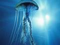 underwater-moricone