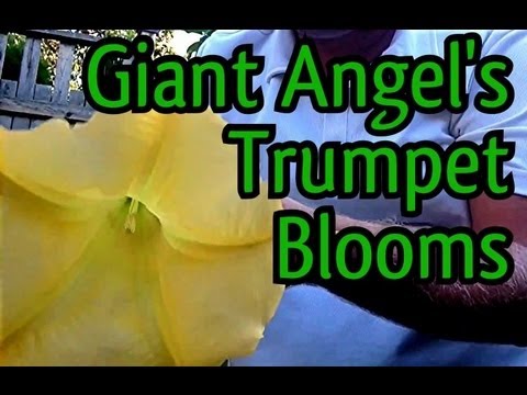 how to fertilize trumpet vine