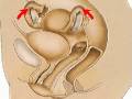 Anatomy Of The Female Vagina - Human Reproductive System Physiology Course