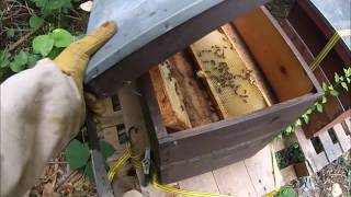 Adding supers to the hives