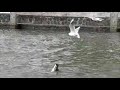 Kokmeeuwen vliegen boven Aalscholver met te grote vis. Kokmeeuwen vliegen boven Aalscholver met te grote vis.