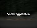Snelwegplanten