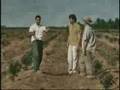 videos de Programa Produtor Florestal Aracruz