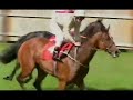 My Horse - Mr B aka Bee Health Boy
