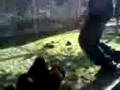 videos de Vídeoma.3gp