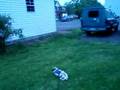 Oliver in the neighbors backyard!   123