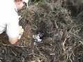 Counting Alligators Before They Hatch