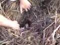Counting Alligators Before They Hatch