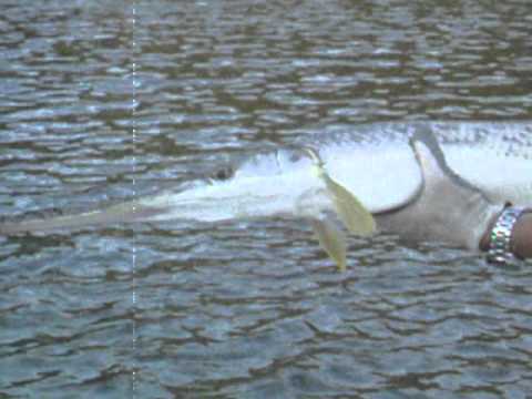 Lake Allatoona Gar Patrol