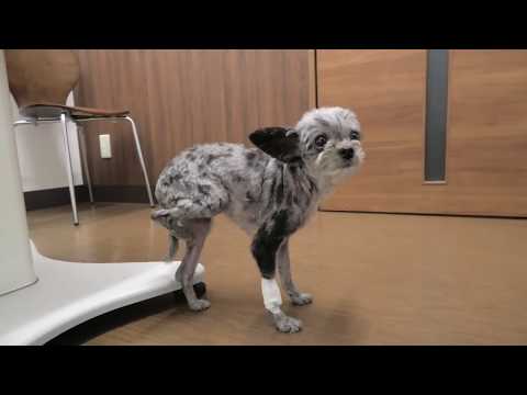 小型犬の手術前・手術後