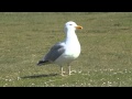 Seagull on Shell Island Camping Hoilday British Birds and Wildlife Wales UK