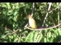i observe a small flock of cedar waxwings at the burt henry covered bridge in bennington, vt on sept. 1, 2007.  i get one of them decently filmed.