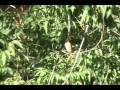 i observe a small flock of cedar waxwings at the burt henry covered bridge in bennington, vt on sept. 1, 2007.  i get one of them decently filmed.