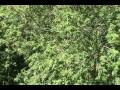 i observe a small flock of cedar waxwings at the burt henry covered bridge in bennington, vt on sept. 1, 2007.  i get one of them decently filmed.