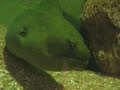 Peixes do Brasil no Oceanário de Aracaju, Sergipe, BRASIL.
