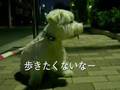 A night walk
