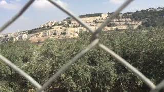  | موسوعة التراث الفلسطيني