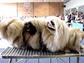 Sillamäe CAC dogshow, pekingese ring 19.04.2008 Sillamäe CAC dogshow, pekingese ring 19.04.2008