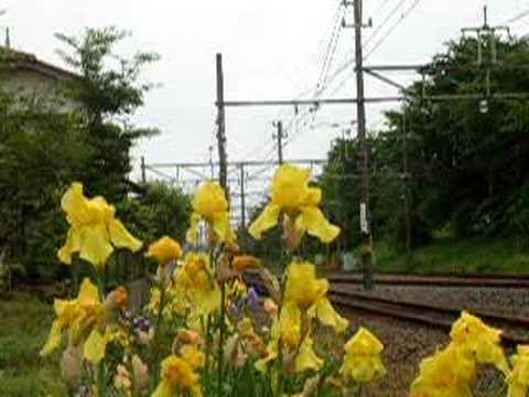 １０００系カナリアイエロー（５月１１日）①
