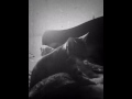 Jinx giving tiger a massage
