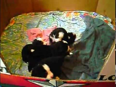Beautiful Bernese puppies