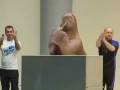 videos de A Walrus With All The Moves