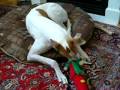 Riley Plays with Xmas Elf - SS Gift #1