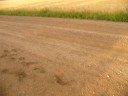 bear tracks waiting for school bus2