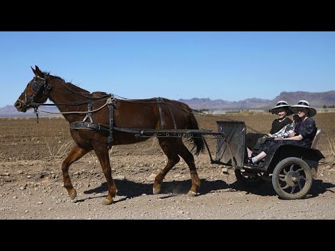 Zwischen TikTok und Kutsche: zu Besuch bei einer mennon ...