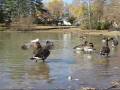 videos de Movie ducks after fill.wmv